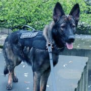 Dog Handlers & K9 Security